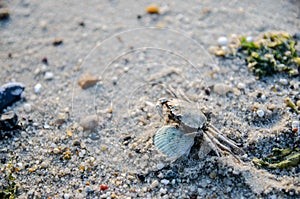 Sea Ã¢â¬â¹Ã¢â¬â¹crab